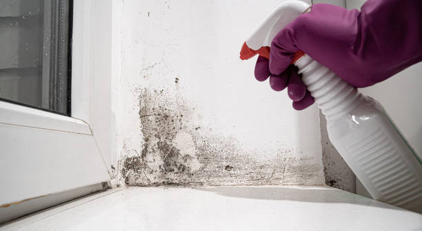 Water damage restoration mold remediation in Sheffield, AL